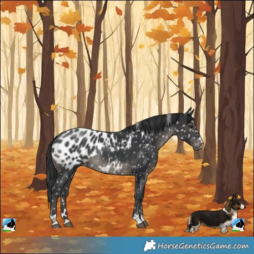 Horse Color:Black Near Leopard