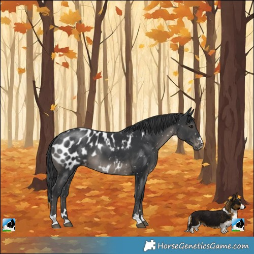 Horse Color:Black Appaloosa
