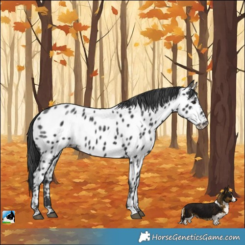 Horse Color:Black Near Leopard 