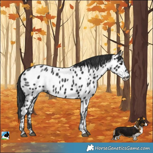 Horse Color:Black Appaloosa