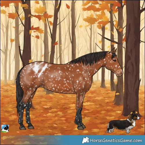 Horse Color:Bay Snowflake Varnish