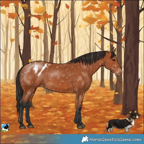 Horse Color:Bay Appaloosa 
