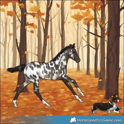 Horse Color:Buckskin Appaloosa Rabicano