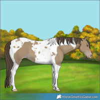 Horse Color:Classic Cream Champagne Tobiano