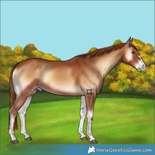 Horse Color:Red Onyx 