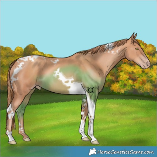 Horse Color:Gold Champagne Tobiano 