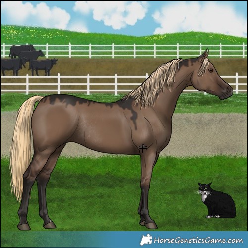 Horse Color:Liver Red Dun Rabicano 