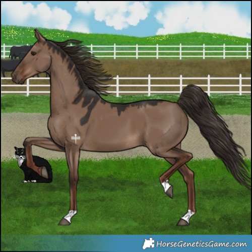 Horse Color:Liver Red Dun 