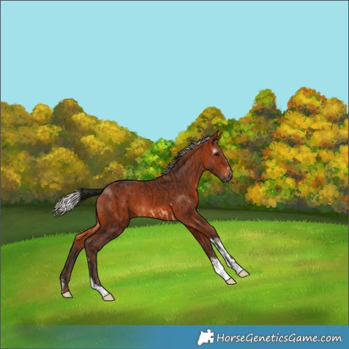 Horse Color:Gray Bay Splash Tobiano  and Silver Brown Tobiano Rabicano 