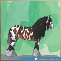 Horse Color:Brown Appaloosa 
