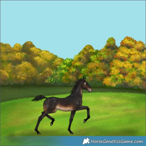 Horse Color:Gray Void Brown Sabino Snowflake Varnish