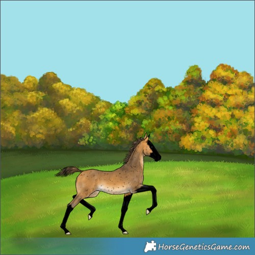 Horse Color:Void Buckskin Splash Appaloosa 