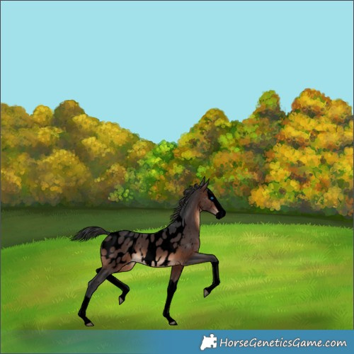 Horse Color:Void Brown Splash Appaloosa 