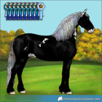 Horse Color:Nacre Buckskin Ice Sabino Splash Tobiano