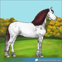 Horse Color:Painted Black Ice Splash Appaloosa