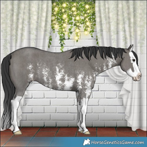 Horse Color:Grullo Sabino Splash Rabicano 