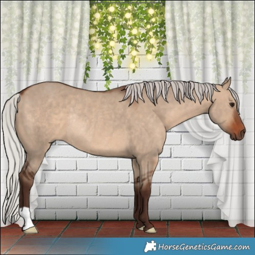 Horse Color:Silver Brown Dun Rabicano 