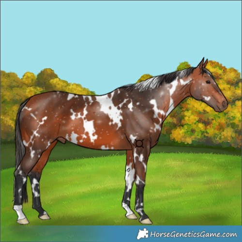 Horse Color:White Spotted Bay 
