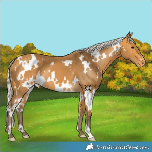 Horse Color:White Spotted Silver Buckskin Varnish 