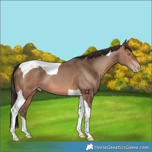 Horse Color:Sable Champagne Tobiano 