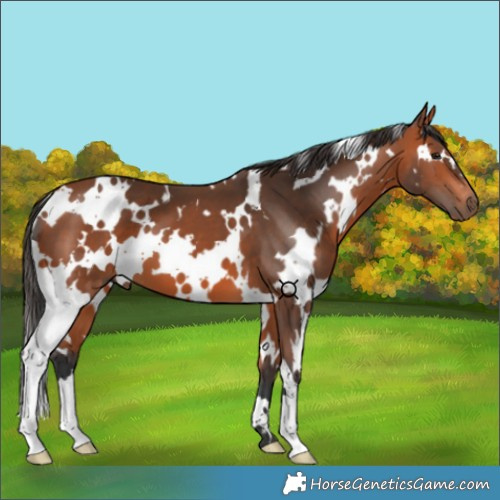Horse Color:White Spotted Bay 