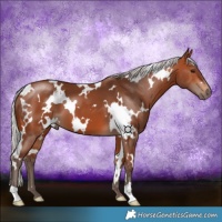 Horse Color:White Spotted Silver Bay 