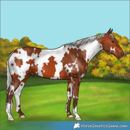 Horse Color:White Spotted Silver Bay 
