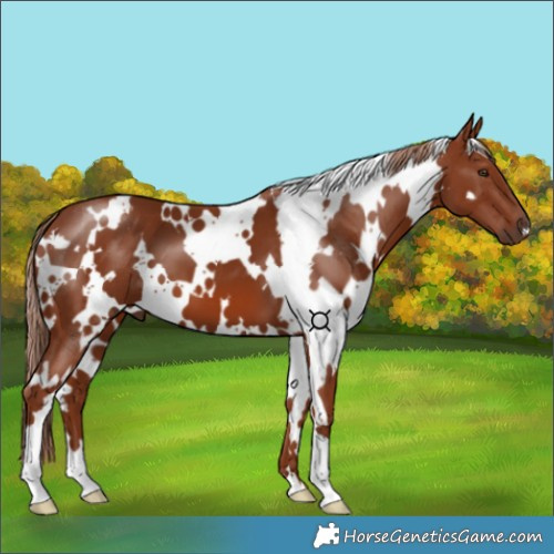 Horse Color:White Spotted Chestnut 