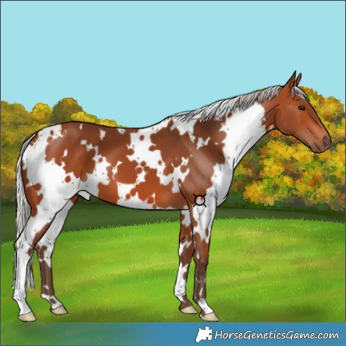 Horse Color:White Spotted Silver Bay 
