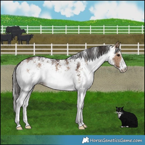 Horse Color:White Spotted Bay Dun 