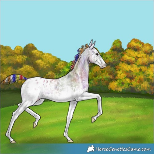 Horse Color:Painted Nacre White Spotted Silver Grullo Ice Splash Blanket Rabicano 