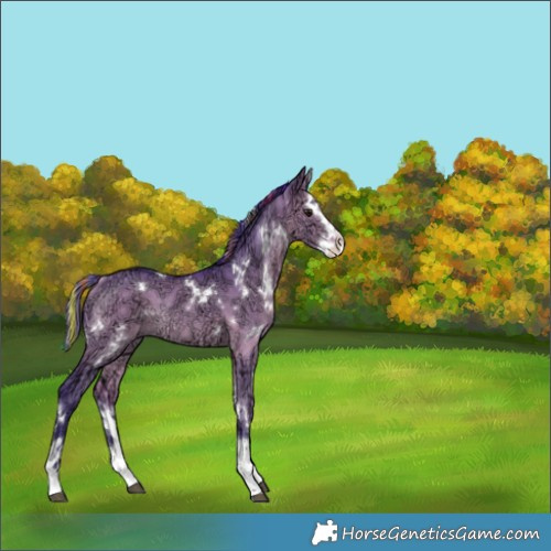 Horse Color:Painted Watercolor White Spotted Bay Ice Dun Splash Rabicano 