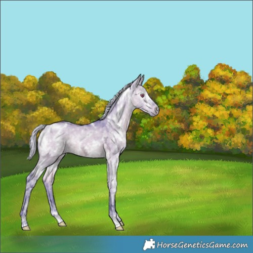 Horse Color:Watercolor White Spotted Silver Brown Chinchilla Ice Dun Rabicano 