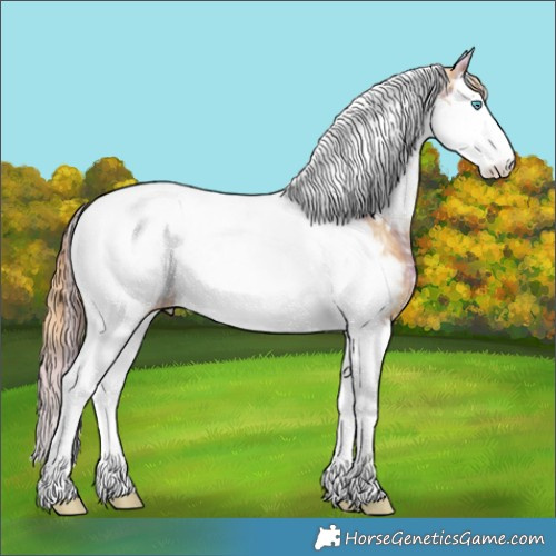 Horse Color:Plaid  Chestnut Ice Splash Tobiano Appaloosa Rabicano 