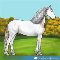 Horse Color:Plaid Chestnut Ice Splash Tobiano Appaloosa Rabicano