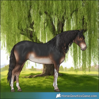 Horse Color:Liver Chestnut Tobiano 