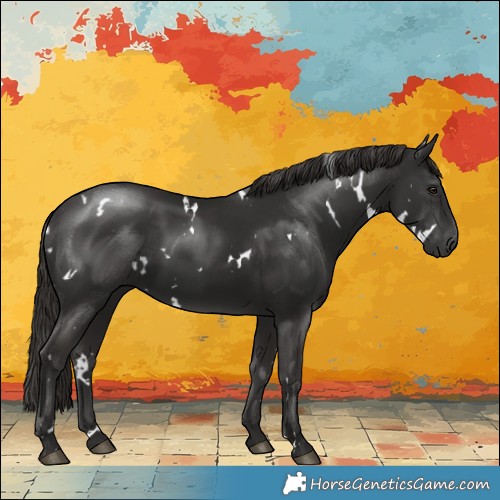 Horse Color:White Spotted Liver Chestnut