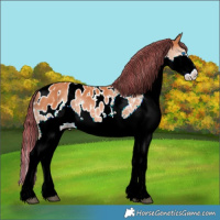 Horse Color:Painted Bay Sabino Splash Tobiano Appaloosa