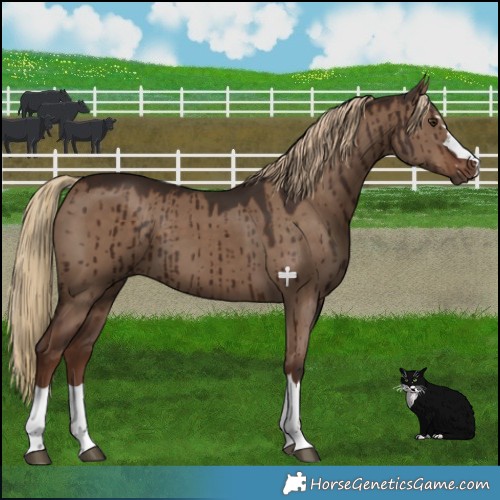 Horse Color:Liver Red Dun Brindle 