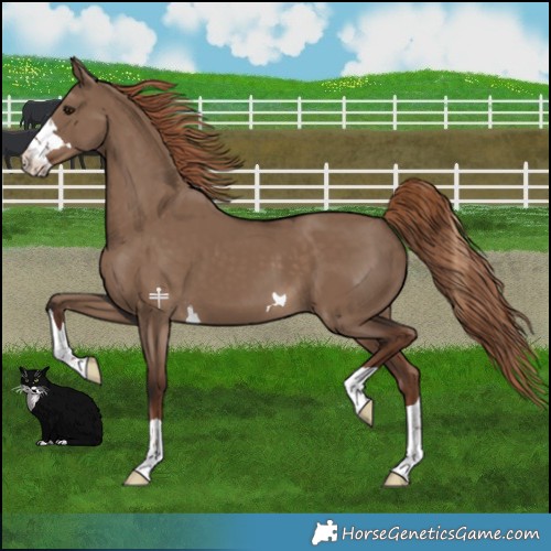 Horse Color:Liver Red Dun 