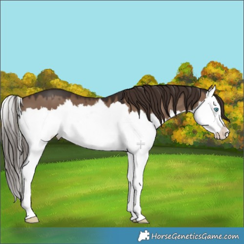 Horse Color:Liver Red Dun Splash 