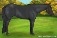 Horse Color:Black Sabino 