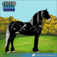 Horse Color:Watercolor Plaid White Spotted Palomino Ice Sabino Splash Appaloosa