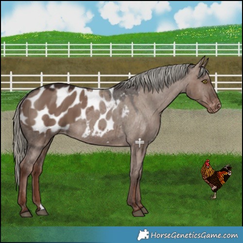 Horse Color:Liver Red Dun Mushroom Blanket 