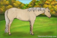 Horse Color:Palomino Roan Dun 