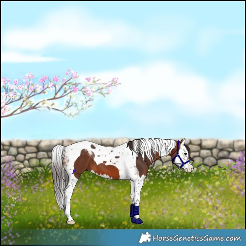 Horse Color:Bay Splash Tobiano