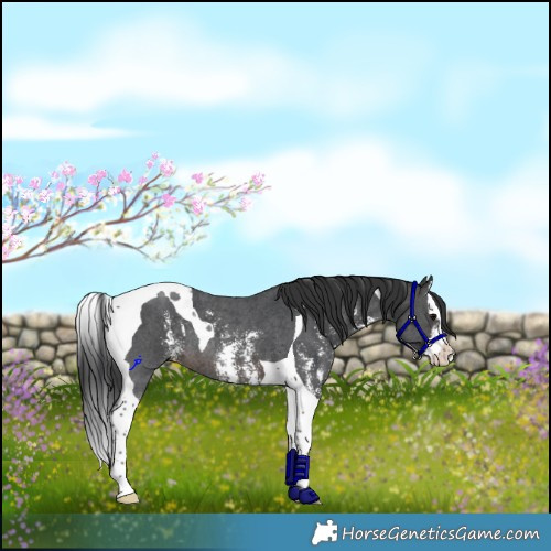 Horse Color:Brown Sabino Splash Tobiano Rabicano