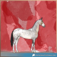 Horse Color:Gray Buckskin Roan Sabino Blanket Rabicano
