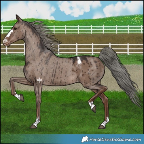 Horse Color:Liver Red Dun Mushroom Appaloosa Brindle 