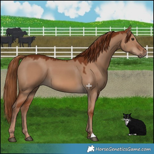 Horse Color:Red Dun 